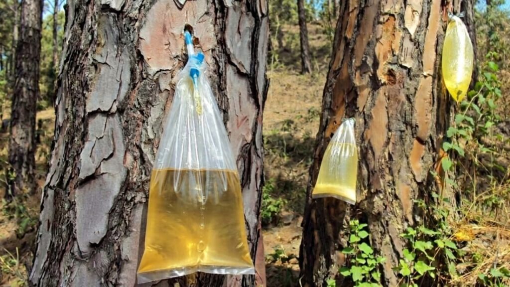 चीड़ AI generated