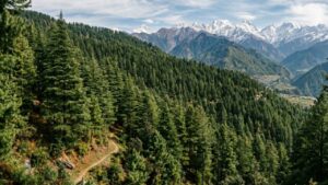 Pine forest AI generated